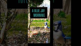 BLUEJAY IN THE MORNING. #nature #music