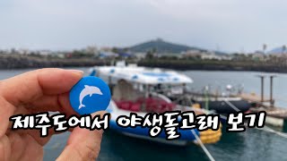 제주도 바닷가에서 야생돌고래 직접 본 후기