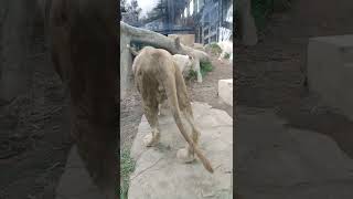 もう春☁⑮ホワイトライオン・白獅子・セラムくん・リズムちゃん💛White_Lion・・・沖縄こどもの国・Okinawa Zoo \u0026 Museum(20220404)