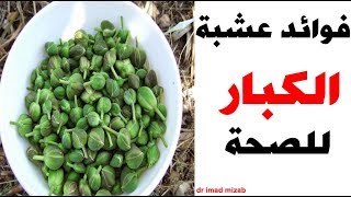 لالة مولاتي 2018 - فوائد عشبة الكبار (القبار) للصحة مع Lala Moulati 2018 - dr imad mizab