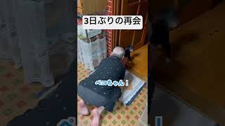 【ペキチワ】ペコとじじ