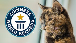Oldest Living Cat - Guinness World Records