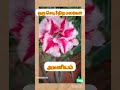 ஒரே செடியில் 3 நிற மலர்கள்.@gardengalleryds adeniumsale adeniumlover plantsale plantslover