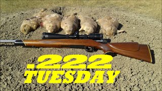 222 REM. PRAIRIE DOGGEN. 250-450+ yards.