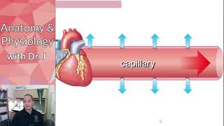 PHYL 142 | Vascular | Capillary Hydrostatic Pressure (CHP)