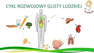 Cykl rozwojowy glisty ludzkiej