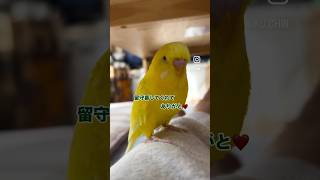 ケージに残るたくさんのう○ちはお留守番頑張った証！#お喋りインコ #インコおもしろ #ショート動画 #癒し #セキセイインコ動画 #birds #おしゃべりインコ動画