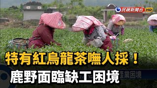 特有紅烏龍茶嘸人採! 鹿野面臨缺工困境－民視新聞