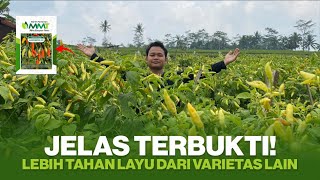 CABAI LANGGENG 58 MEMANG MANTAP || SUDAH BERUSIA 5 BULAN BUAH MASIH SUPER LEBAT