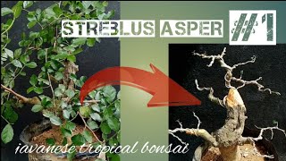 stages of making a streblus asper bonsai #1 @Javanesetropicalbonsai