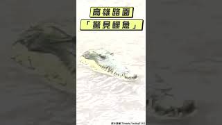 山陀兒襲高雄驚見「鱷魚漂水面」萬人看影片嚇壞得知真相超傻眼｜TVBS新聞@TVBSNEWS01