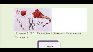 Хромосоми: склад, будова, форма, типи. Каріотипи. Біологія 9-10 клас
