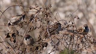 餌を探すスズメ Passer montanus の小集団