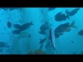 scuba diving the catalina dive park