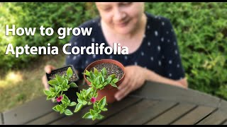 How to grow Aptenia Cordifolia