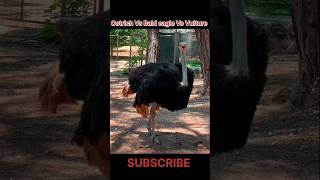 Battle of the Screams: Ostrich vs. Bald Eagle vs. Vulture! #shorts