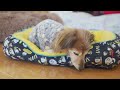 【18歳と15歳老犬カニンヘンダックスvlog】老犬がお散歩から帰ると・・・こうなります