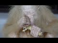 the albino orangutan needs a name