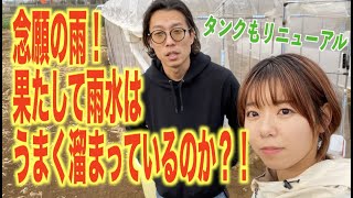 【雨水ためて畑の水を確保！】【DIY】先日作った雨どいがうまく機能しているかチェックしました！集水タンクも改装してより使いやすくなったよ。