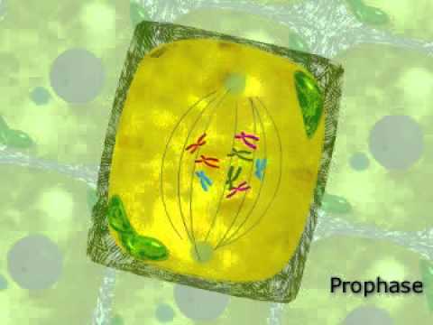 What occurs in the plant cell?