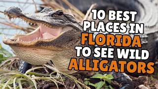Florida’s 10 Best Places to See Gators in the Wild