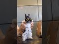 credit tiktok @bunnydayoff