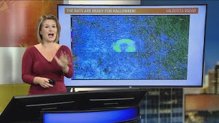 It's a bird... it's a plane... No? A colony of bats spotted on doppler radar!
