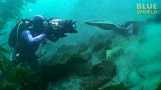 Torpedo ray attacks diver's camera!