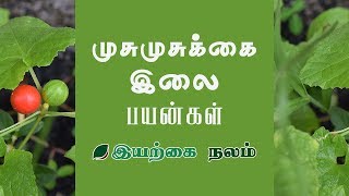 Musumusukkai | Musumusukkai in Tamil | Musumusukkai Plant | முசுமுசுக்கை | முசுமுசுக்கை செடி