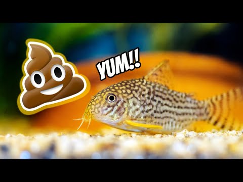 What will eat fish poop?