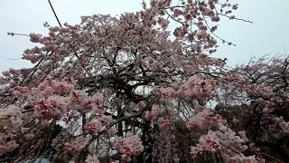 明王寺　しだれ桜2023年3月23日