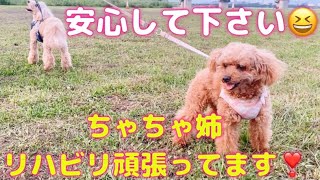 【ちゃちゃ姉 リハビリ頑張っています❣️】頸ヘルニアから1ヶ月✨トイプードル💕🐶