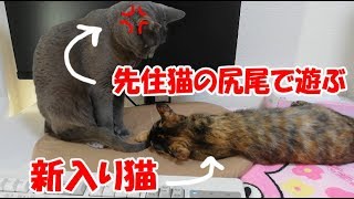 先住猫のしっぽで遊んで怒られる新入り猫