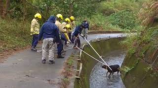 荃灣兩牛跌引水道　消防漁護救回安全回家