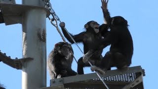 I'm busy between Ibuki and Plum! by Dill 僕はイブキとプラムの間で大忙しだよ！ディル　Chimpanzee  Tama Zoological Park