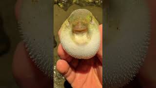 Watch this pufferfish show off its defense skills as it puffs up in full force. #shorts #pufferfish