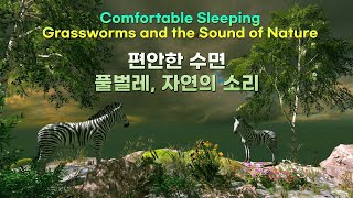 편안한 수면유도 | 풀벌레, 귀뚜라미,자연의 소리 ASMR | The sounds of grass bugs and nature ASMR for a comfortable sleep