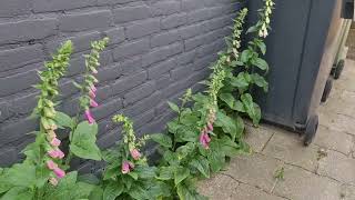 Vingerhoedskruid - Digitalis purpurea