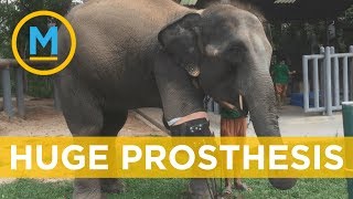 Mosha the 4,400-pound elephant just got a new prosthetic leg | Your Morning