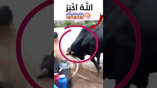 White Bull 🐄 🆚 Black Bull 🐃 #cow #viral #shortvideo #youtubeshorts #share #video