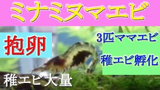 [#ミナミヌマエビ]  卵が孵化、稚エビの誕生と成長💛 (246)