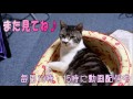 赤ちゃん抱っこ？お姫様抱っこしてもらってる猫　完全脱力系のおとなしい猫リキちゃん　【リキちゃんねる　猫動画】cute cat　おとなしく抱っこされる姿がかわいい