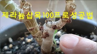 제라늄삽목/100프로 성공하는법/공중뿌리/