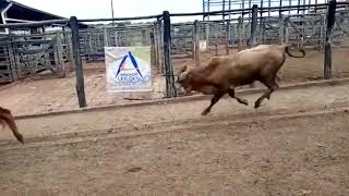 Lote 05 -2  Garrotes De Cruzamento  325 Kg