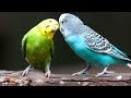 1 hour calming music for birds budgies relaxing music to tame your birds 4