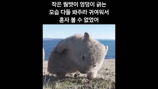 웸뱃이 엉덩이 긁는 장면