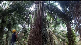 pruning pokok sawit 40 hektar.