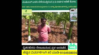 #Santoolan | Areka Tree | ಸಂತುಲನ್ ಬಳಸಿ ಬೆಳೆಯುತ್ತಿರುವ 2.5 ವರ್ಷದ ಅಡಿಕೆ ತೋಟ.