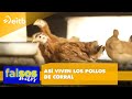 Así viven los pollos de corral