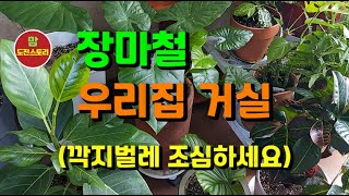 장마철 우리집 거실 🪴 바이올렛 싹내기 🪴깍지벌레 조심하세요